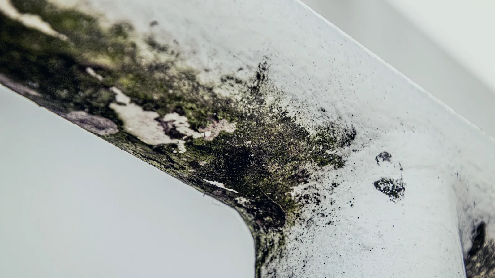Mikrobielle Detail-Aufnahme (temporaeres Stimmungsbild)